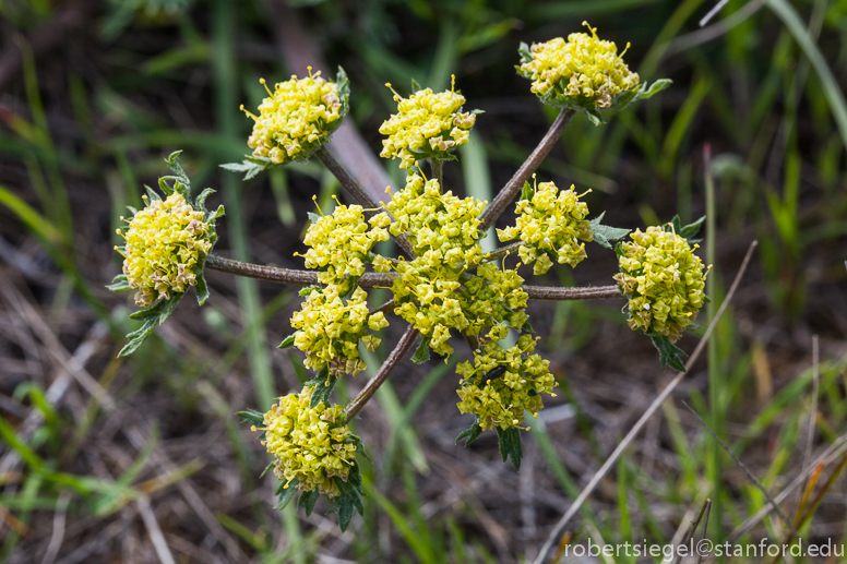 lomatium